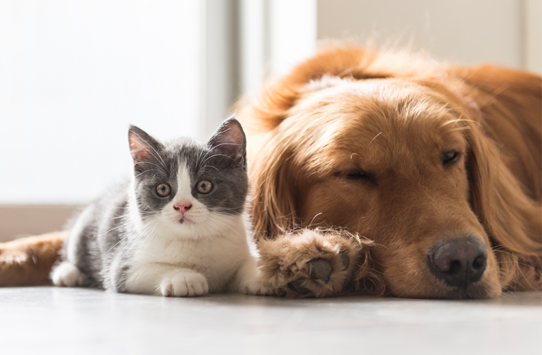 STJ decide que condomínios não podem proibir pets em casa